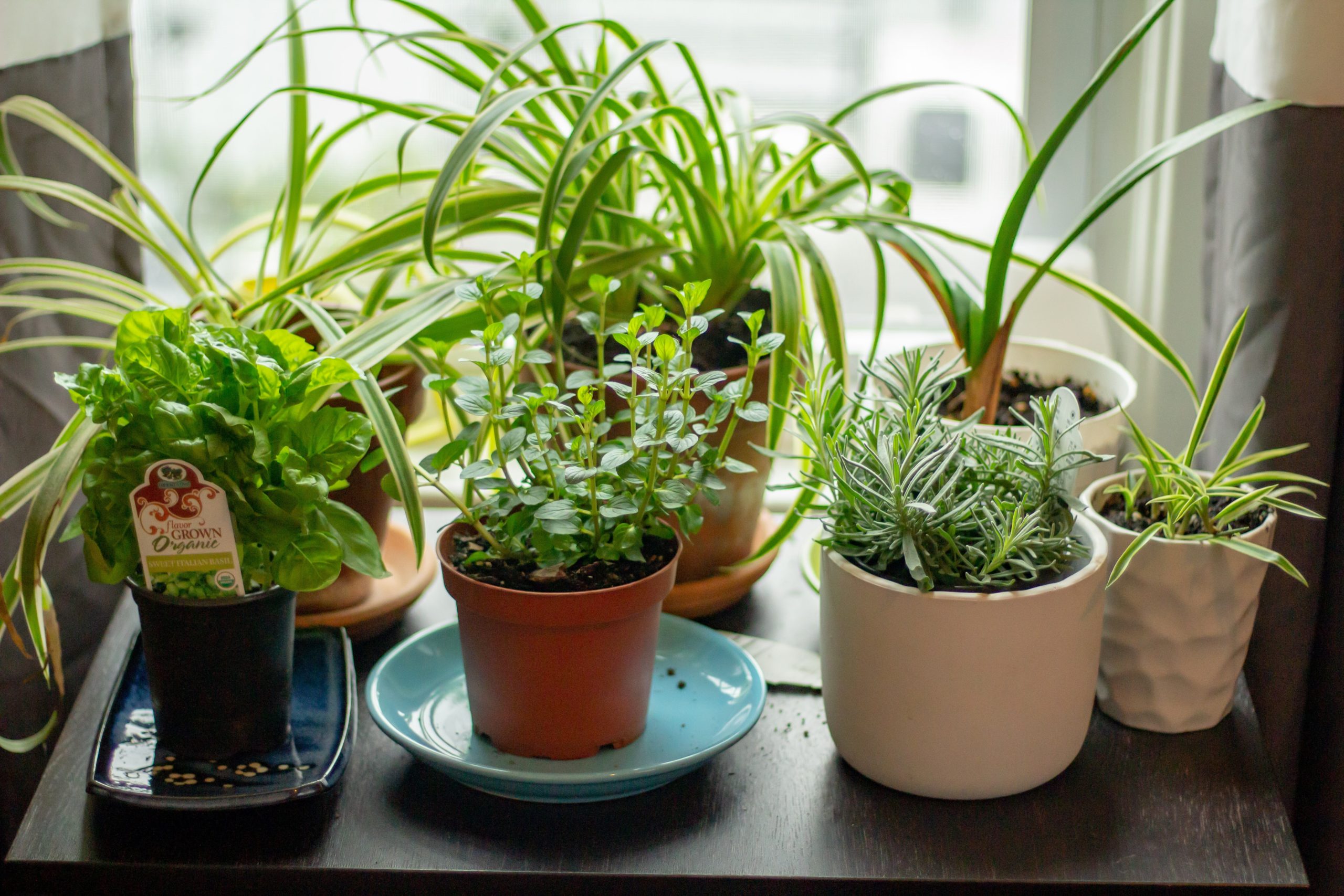 Grow Your Own Indoor Herb Garden!