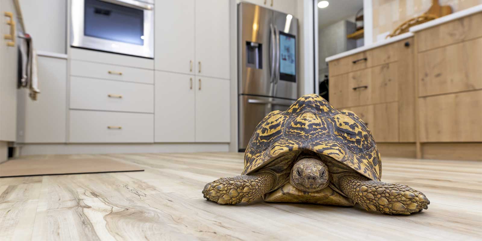 Interior image of full kitchen makeover featuring a tortise