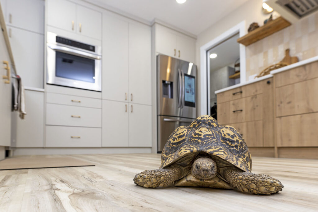 Kitchen Remodel Before & After San Antonio: West-Side Project Tour